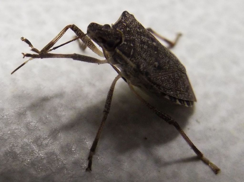 Pentatomidae: Halyomorpha halys